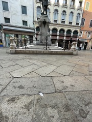 Columba livia domestica