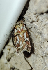 Acrobasis porphyrella