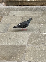 Columba livia domestica