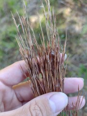 Schizachyrium condensatum