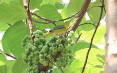 Aegithina lafresnayei