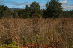 Schizachyrium condensatum