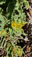 Alkanna orientalis