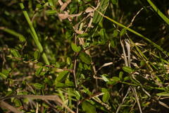 Pyracantha crenatoserrata