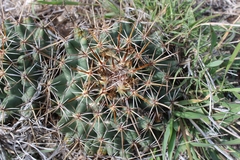 Coryphantha ottonis