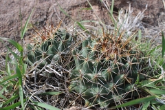 Coryphantha ottonis