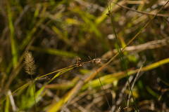 Rhynchospora globularis