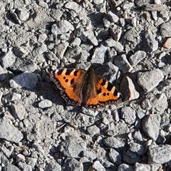 Aglais urticae