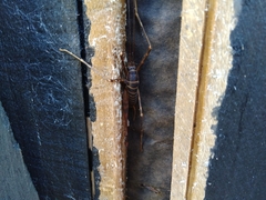 Pachyrhamma acanthocerum