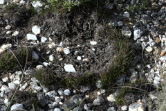 Ficinia overbergensis