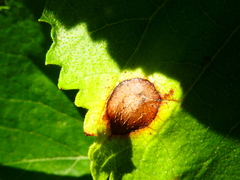 Neophloeospora maculans