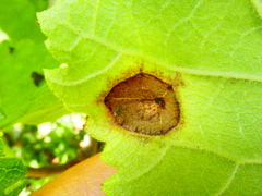 Neophloeospora maculans
