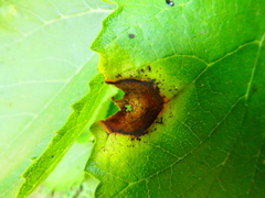 Neophloeospora maculans