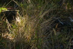 Pyracantha crenatoserrata