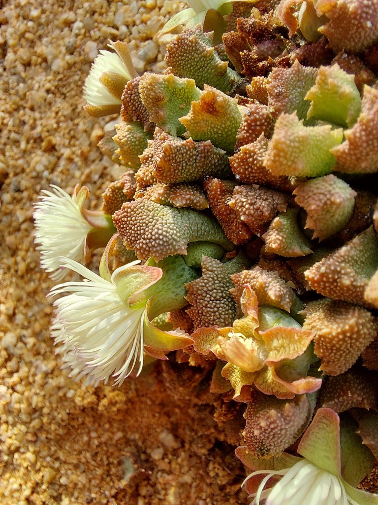 Stomatium alboroseum