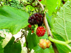 Neophloeospora maculans