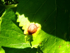 Neophloeospora maculans