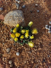 Cheiridopsis schlechteri