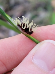 Chorizandra cymbaria
