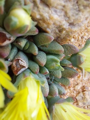Cheiridopsis schlechteri
