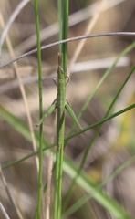 Vandiemenella viatica