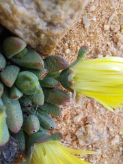 Cheiridopsis schlechteri