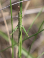 Vandiemenella viatica