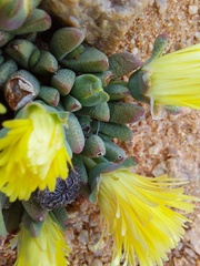 Cheiridopsis schlechteri