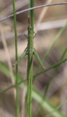 Vandiemenella viatica