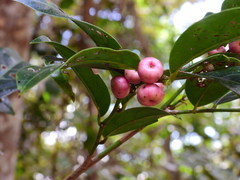 Glochidion harveyanum