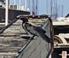 Corvus cornix