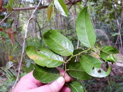 Glochidion harveyanum