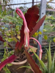 Epiphyllum