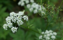 Chaerophyllum aromaticum