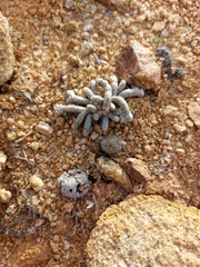 Anacampseros papyracea