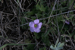 Oxalis zeekoevleyensis