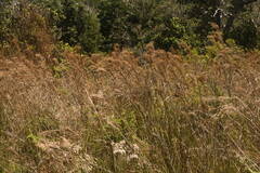 Schizachyrium condensatum