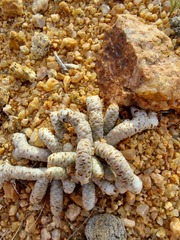 Anacampseros papyracea