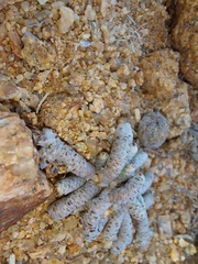 Anacampseros papyracea