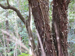 Glochidion harveyanum