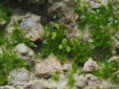 Physcomitrium sphaericum