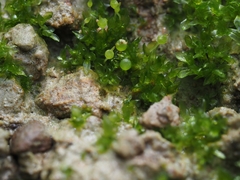 Physcomitrium sphaericum