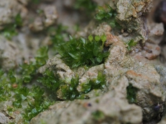 Physcomitrium sphaericum