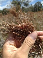 Schizachyrium condensatum