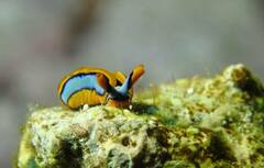 Thuridilla lineolata