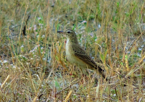 Buffy Pipit (Anthus vaalensis), photo 4
