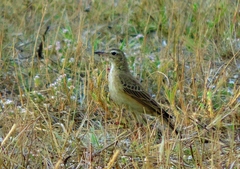 Anthus vaalensis