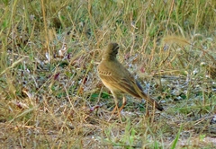Anthus vaalensis