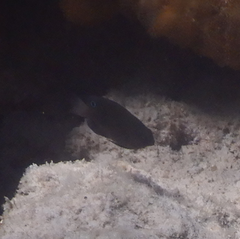 Pomacentrus bankanensis