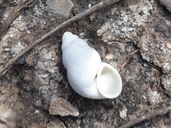 Leonia mamillaris